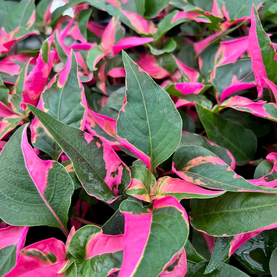 Alternanthera Ficoidea "Party Time Plant" | The Care Guide
