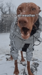 Reflective All-weather Waterproof Space Coat Dog Rain Coat