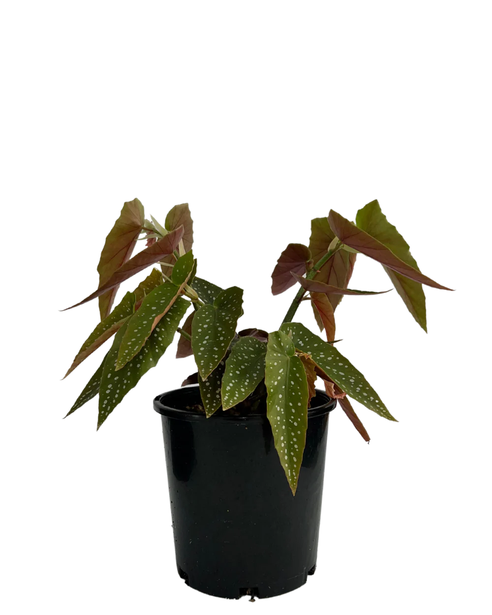 Begonia Maculata | How to Grow and Care for Begonia Maculata