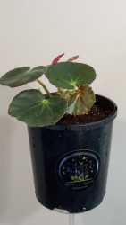 Lily-pad Begonia | Care (Watering, Fertilize, Pruning)