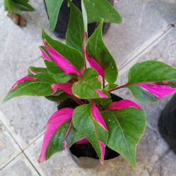 Alternanthera Ficoidea "Party Time Plant" | The Care Guide
