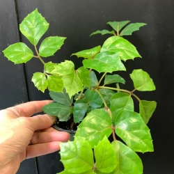 Cissus Grape Leaf