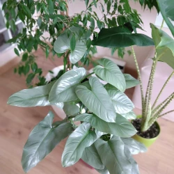 Silver Philodendron