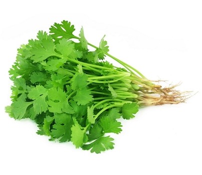 HERB CORIANDER (PER KG) - [PRODUCE]