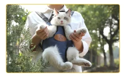 Portable cat backpack for spring outing