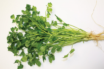 Coriander