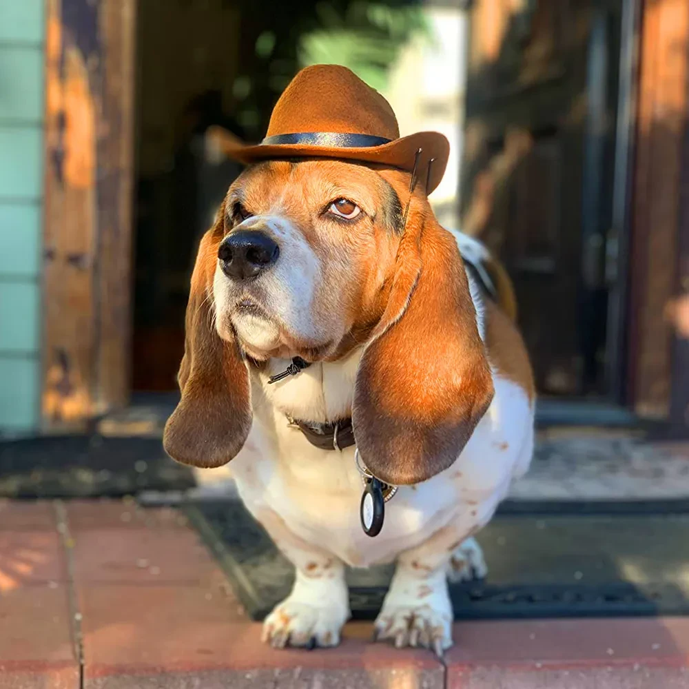 Dog Hats
