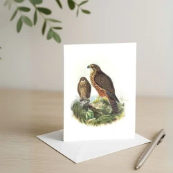 Johannes Keulemans - Card - New Zealand Falcon - Karearea