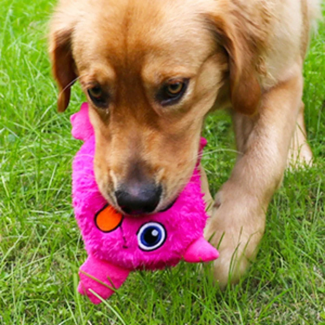 Juguete interactivo para perros
