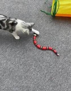 Ataque de gato