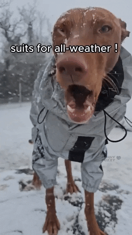 Abrigo impermeable reflectante para perros para todo tipo de clima
