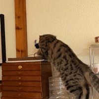 VENTA CALIENTE Juguete interactivo para gatos con pájaro cantor