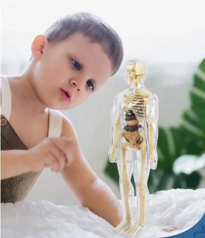 Juguete para ensamblar el cuerpo humano