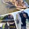 Señuelo de pesca electrónico
