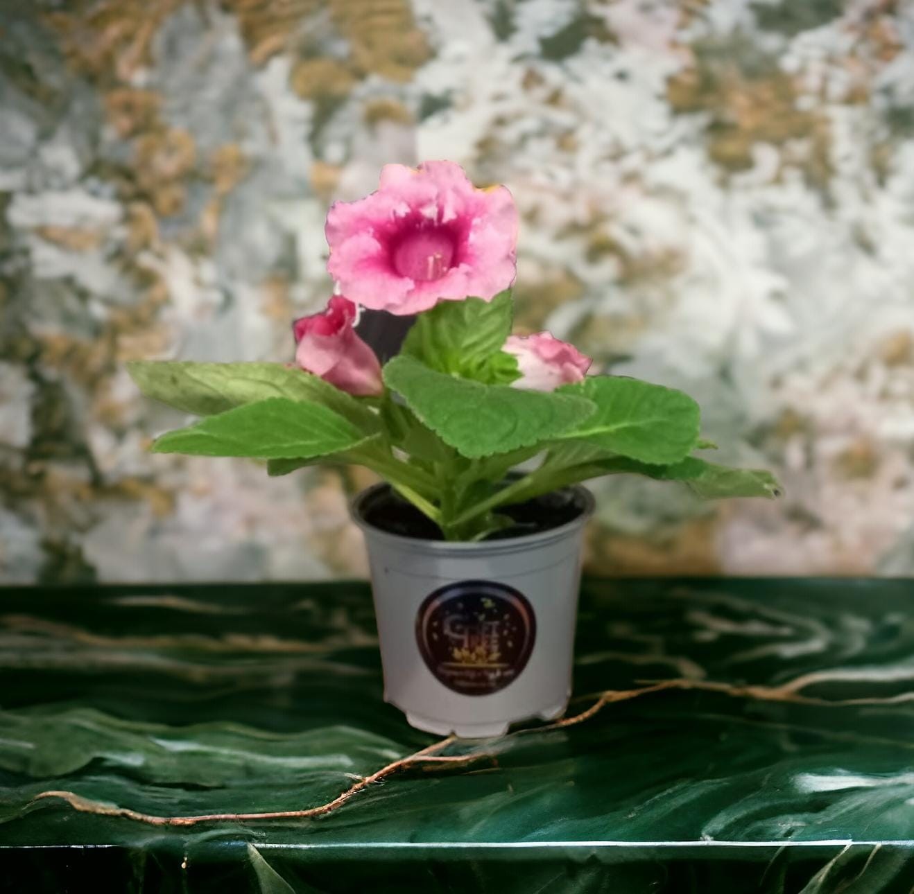 Gloxinia | Planta | ¿Cómo cuidar una Gloxinia?