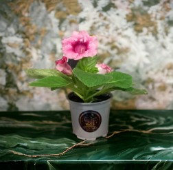 Gloxinia | Planta | ¿Cómo cuidar una Gloxinia?