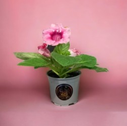 Gloxinia | Planta | ¿Cómo cuidar una Gloxinia?