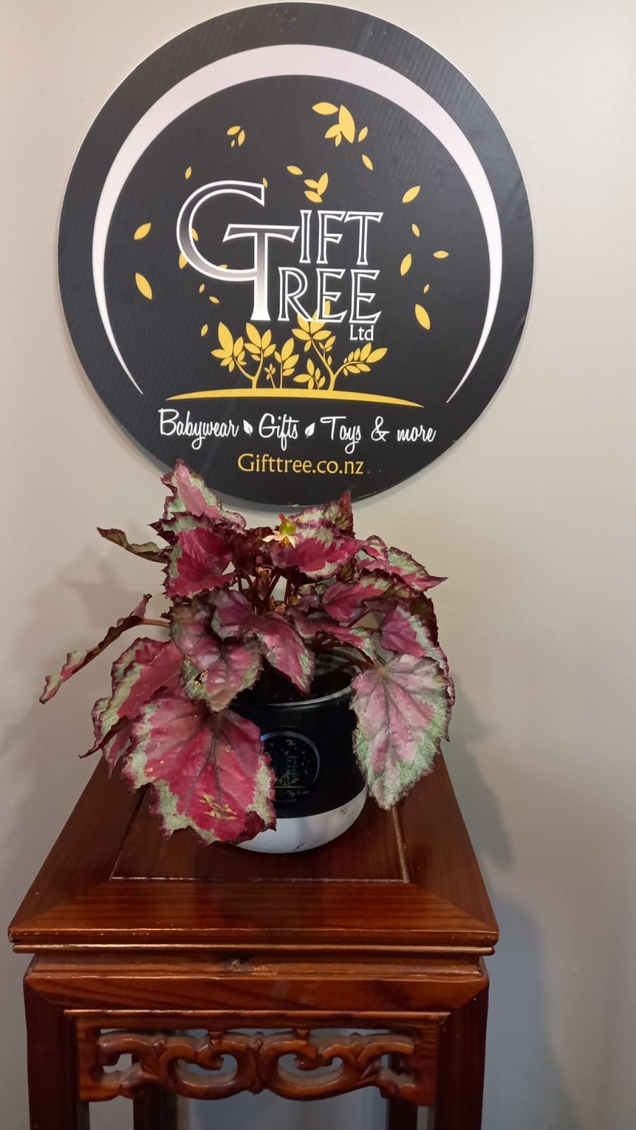 Begonia Rex | Cómo cuidar la Begonia Rex