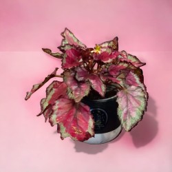 Begonia Rex | Cómo cuidar la Begonia Rex