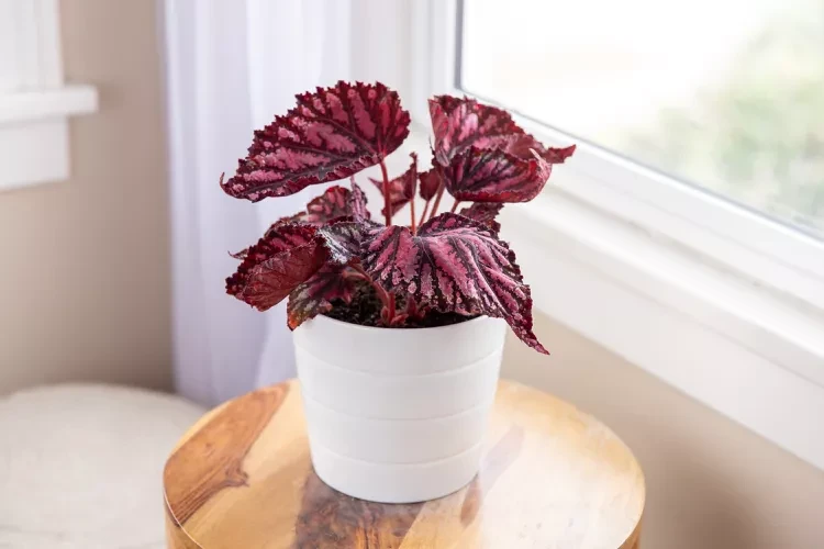 Begonia Rex | Cómo cuidar la Begonia Rex