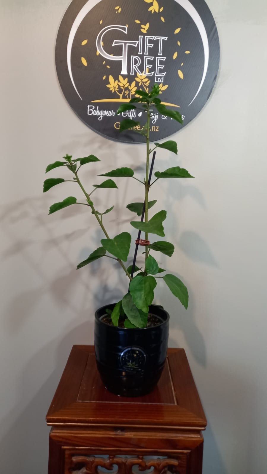Compre plantas de hibisco en línea: Guía de cuidados para una floración exuberante