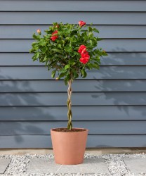 Compre plantas de hibisco en línea: Guía de cuidados para una floración exuberante