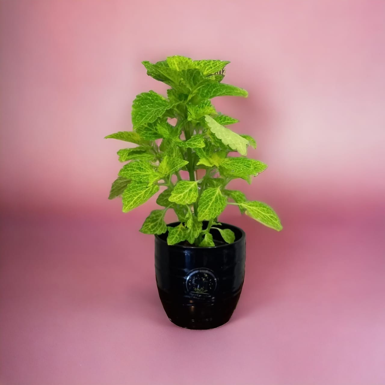 Plantas de coleus