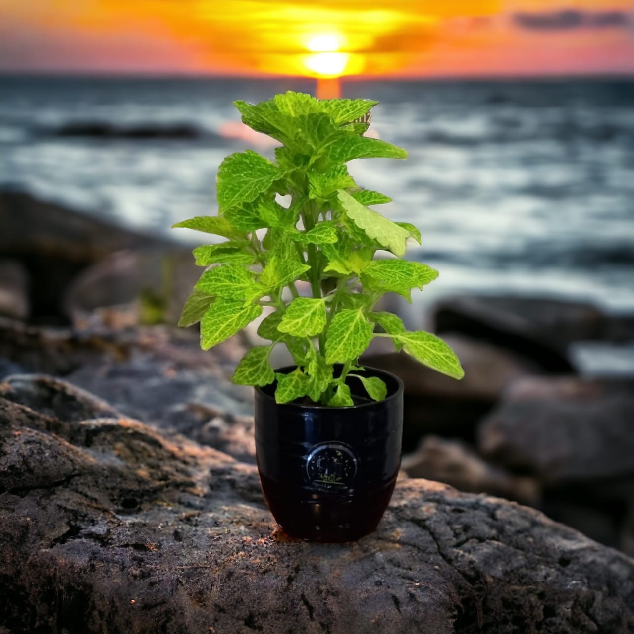Plantas de coleus