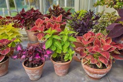 Plantas de coleus