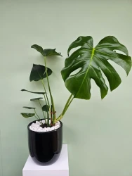 Planta Monstera Deliciosa | Comprar plantas online | Planta de interior genial