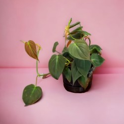 Guía de cuidados del filodendro Micans | Plantas de interior de bajo mantenimiento