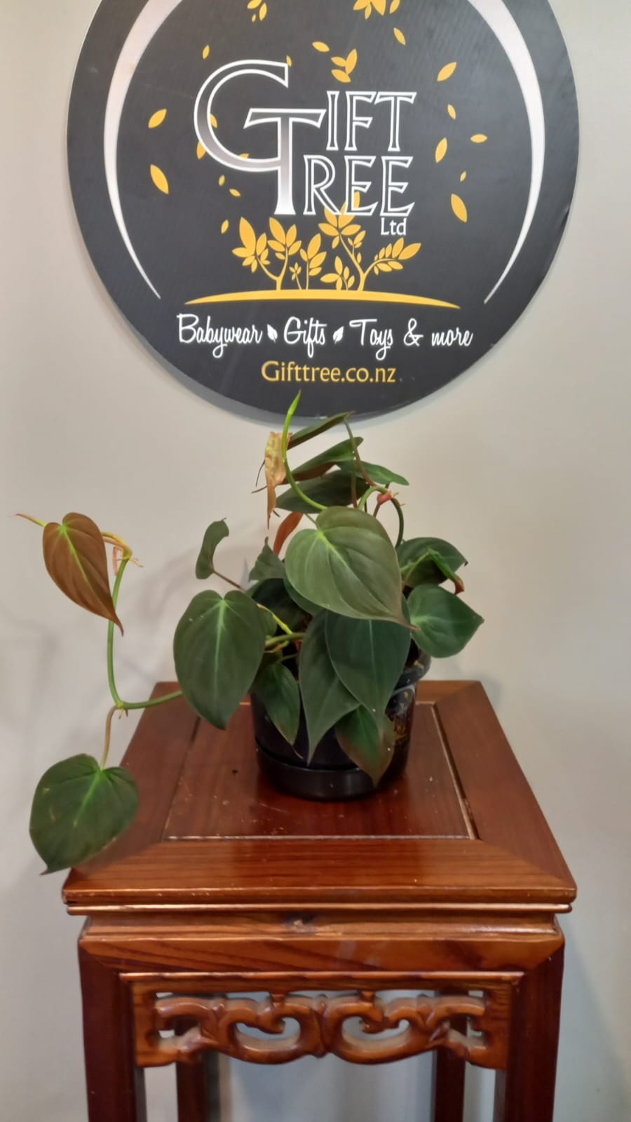 Guía de cuidados del filodendro Micans | Plantas de interior de bajo mantenimiento