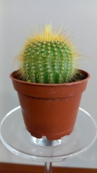 Cactus variados