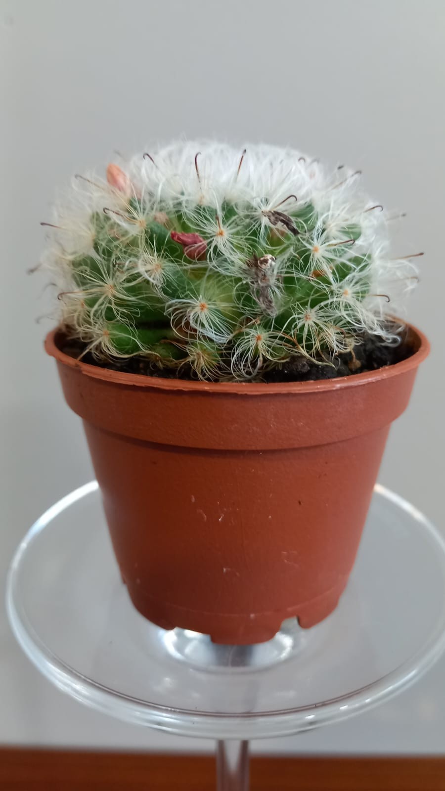 Cactus variados