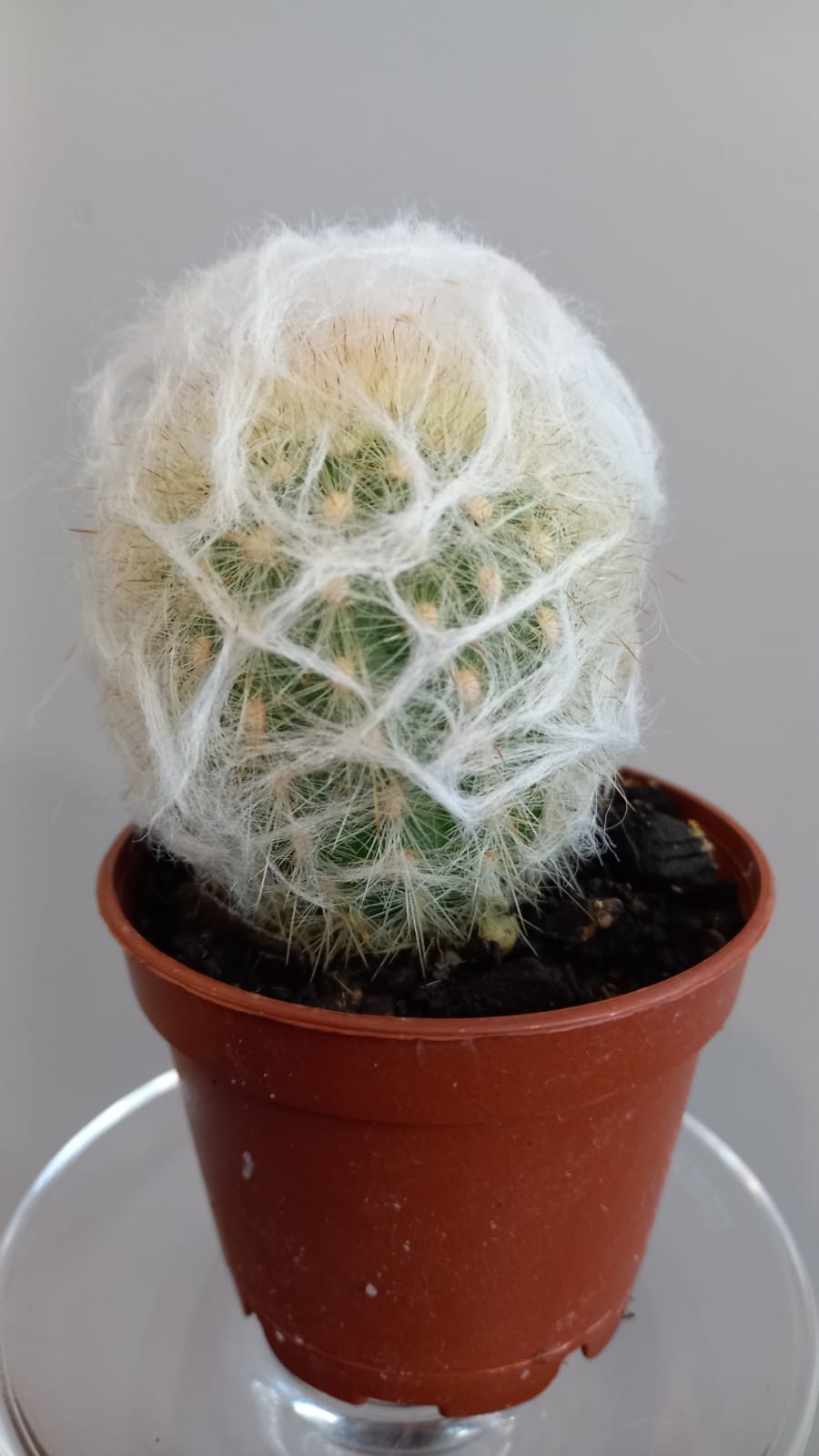 Cactus variados