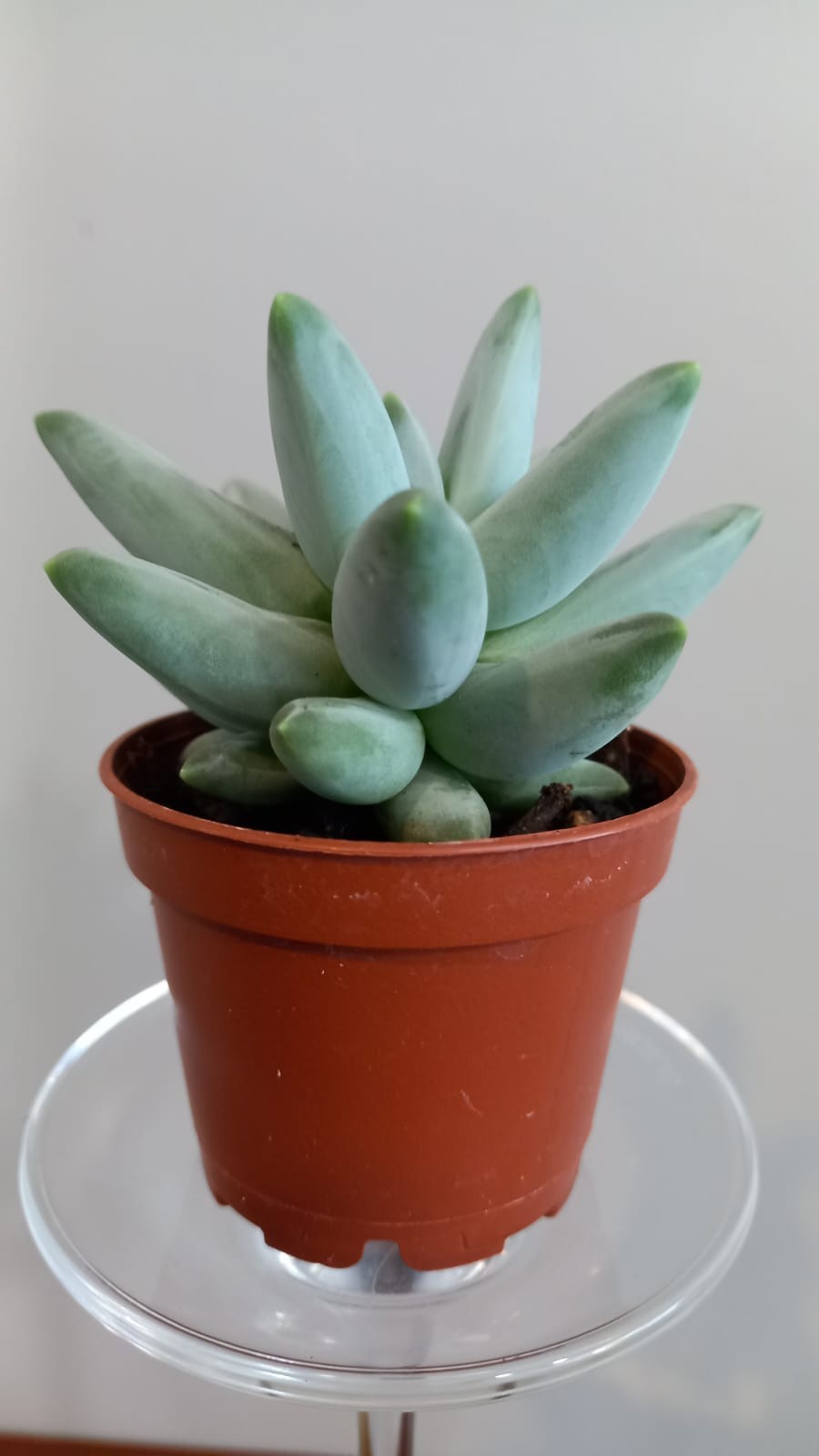 Cactus variados