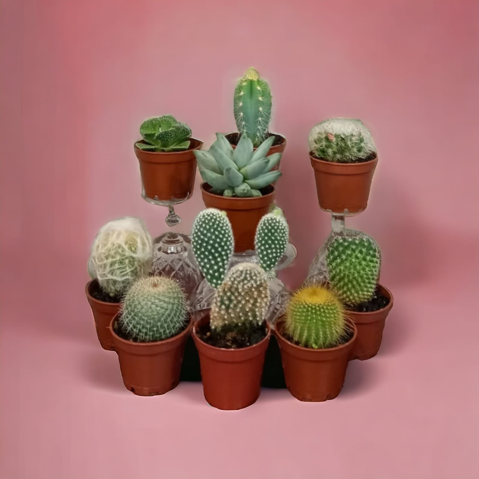 Cactus variados