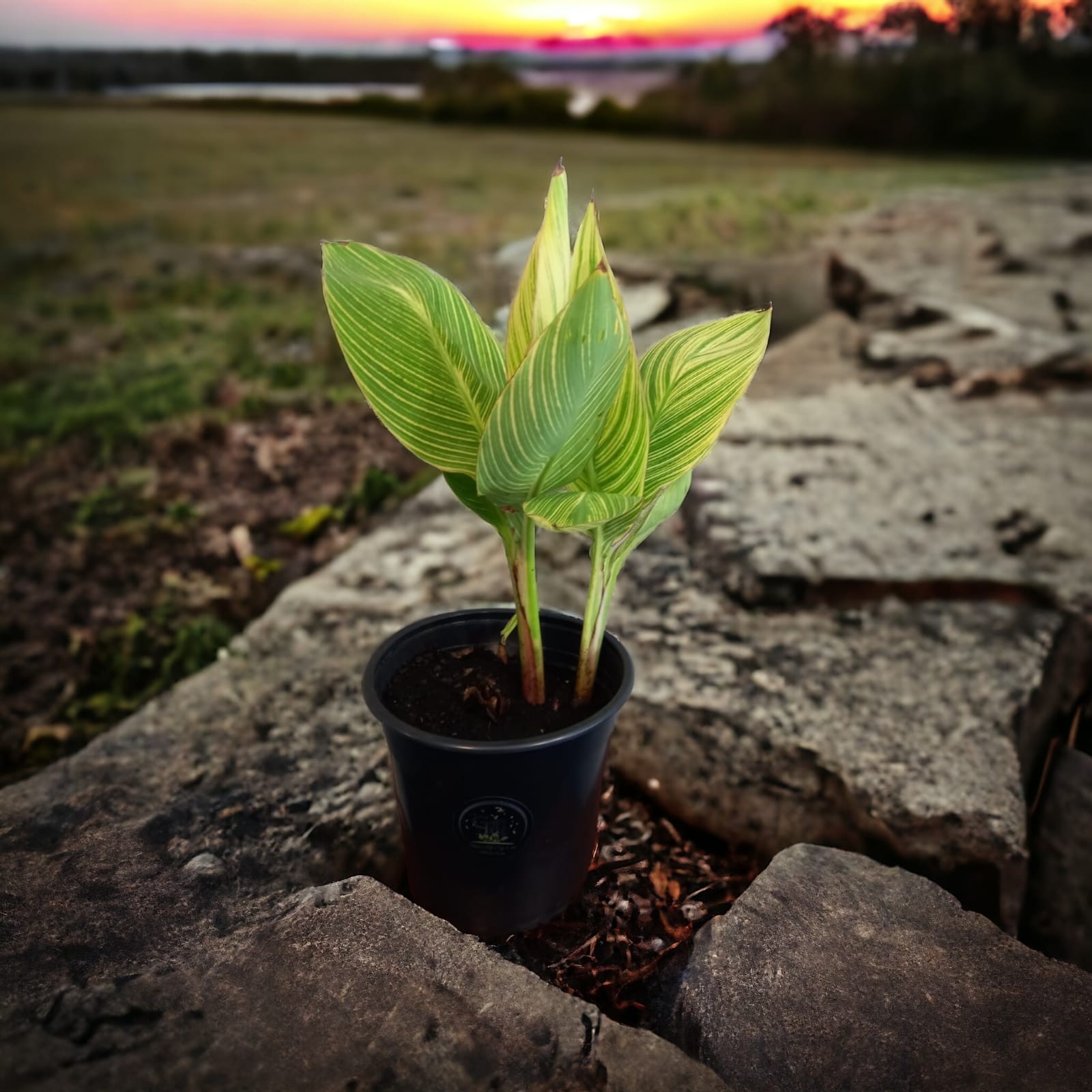 Lirio de Canna | Cómo cultivar y cuidar un lirio de Canna
