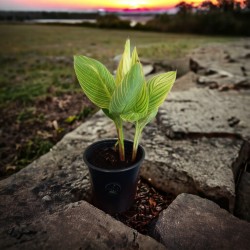 Lirio de Canna | Cómo cultivar y cuidar un lirio de Canna
