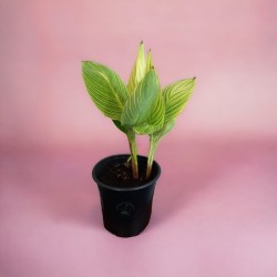 Lirio de Canna | Cómo cultivar y cuidar un lirio de Canna