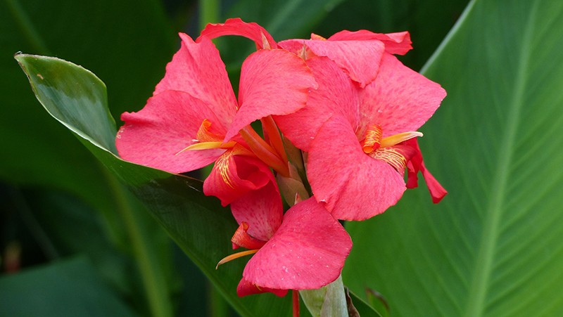 Lirio de Canna | Cómo cultivar y cuidar un lirio de Canna