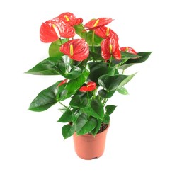 Antherium Rojo
