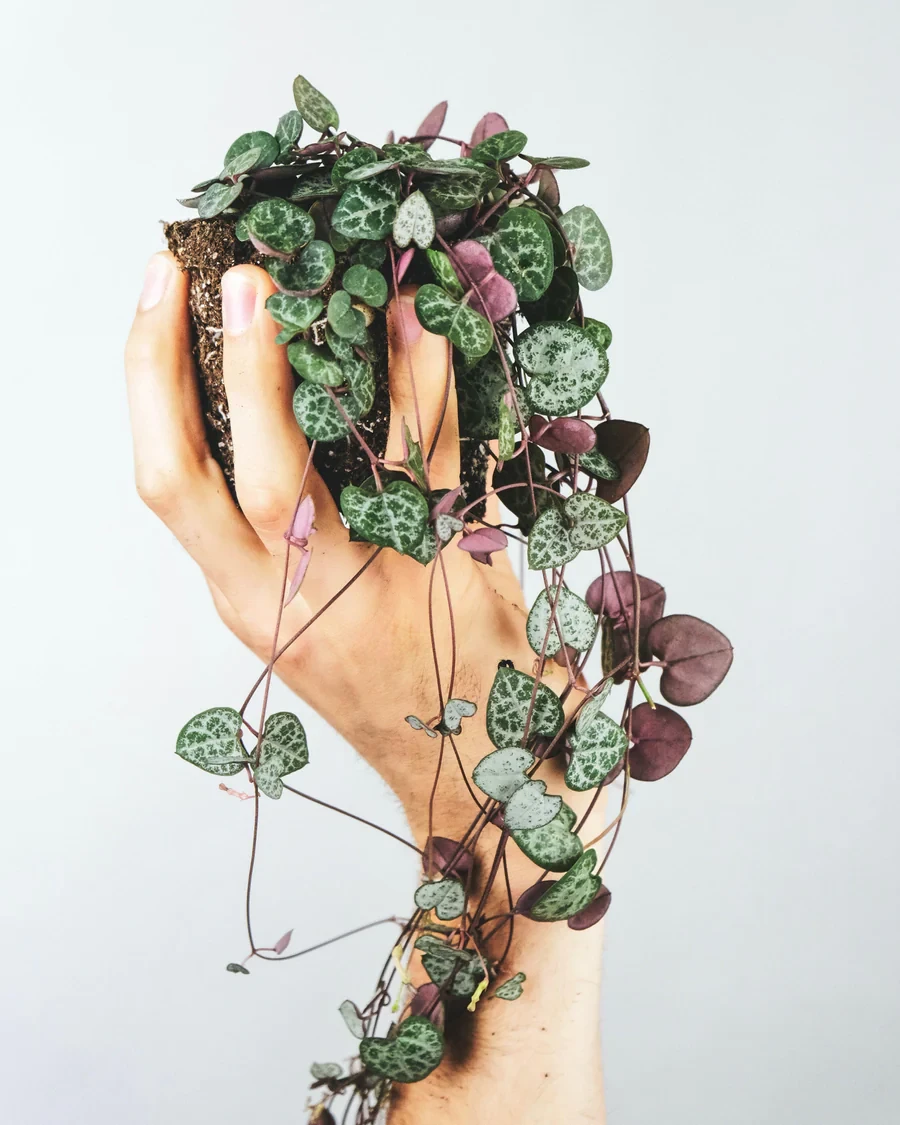 Cadena de corazones verde