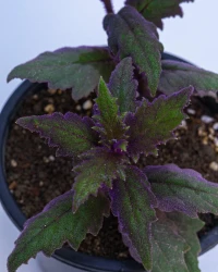 Planta de la pasión púrpura