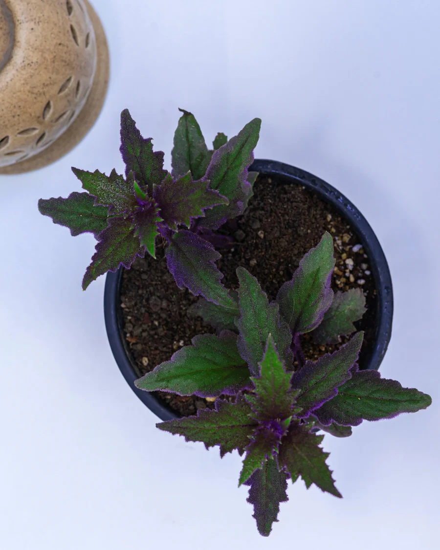 Planta de la pasión púrpura