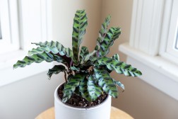 Calethea - Serpiente de cascabel (Plantas raras)