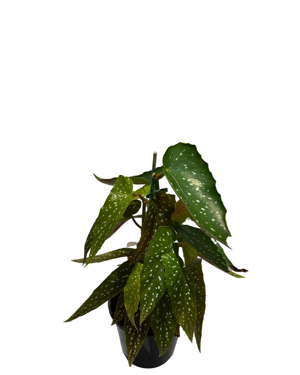 Begonia Maculata | Cómo cultivar y cuidar la Begonia Maculata