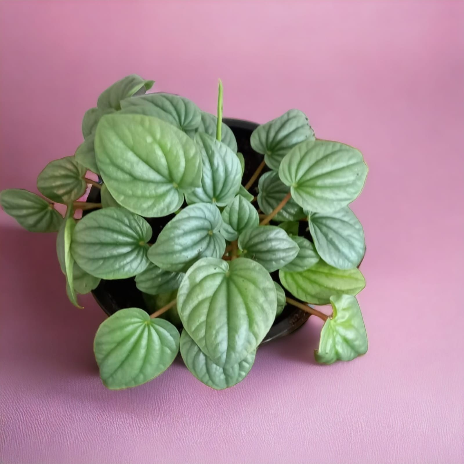 Peperomia sandía
