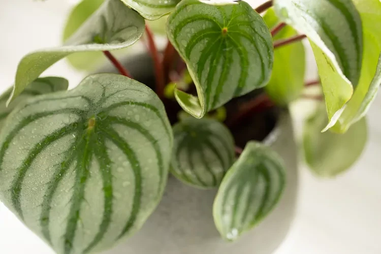 Peperomia sandía