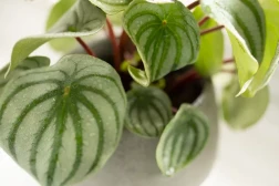 Peperomia sandía